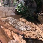 ホノルル動物園