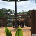ホノルル動物園