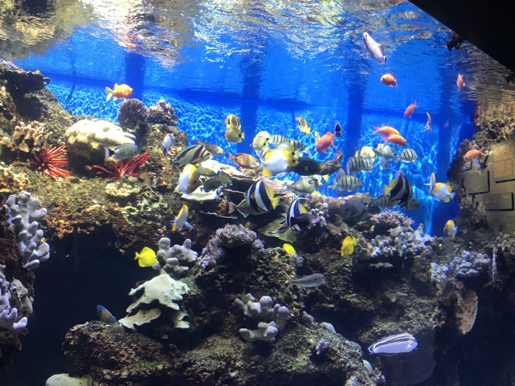 ワイキキ水族館（Waikiki Aquarium）4