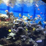 ワイキキ水族館（Waikiki Aquarium）4