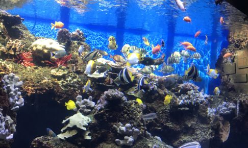 ワイキキ水族館（Waikiki Aquarium）4