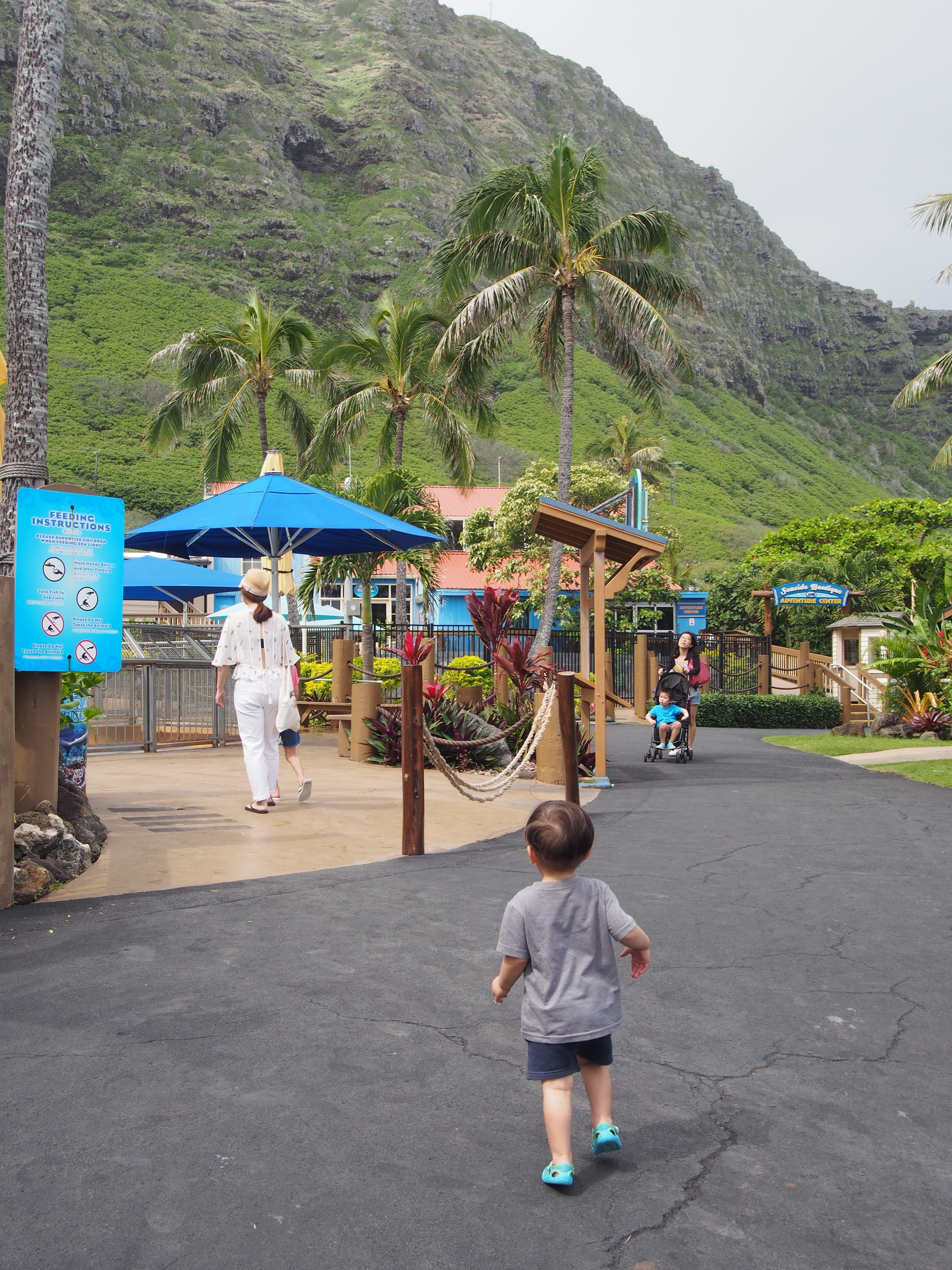 体験談 8歳女の子と子連れハワイ旅行 シーライフパークの評判は 子連れトリップ